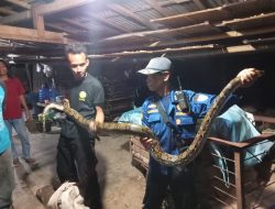 Tim Damkar Cilacap Amankan Ular Sanca Sepanjang 3,5 Meter