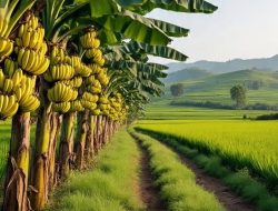 Harga Pisang Meroket di Tingkat Pasar tradisional