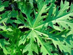 Manfaat Daun Pepaya untuk Ibu Menyusui