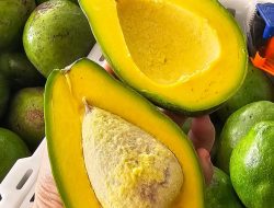 Manfaat Alpukat untuk Ibu Hamil