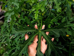 Selain Turunkan Kolesterol, Ini Manfaat Daun Gedi