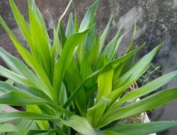 Manfaat Daun Suji untuk Kesehatan Tubuh