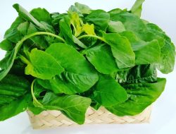 Rutin Konsumsi Bayam: Begini Manfaat Daun Bayam bagi Tubuhmu
