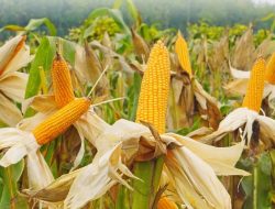 Polres Tangkap Pelaku Penggelapan Bisnis Jual Beli Jagung
