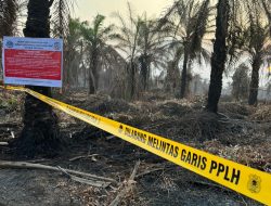 4 Perusahaan Sawit Terlibat Karhutla karena Sengaja Bakar Lahan