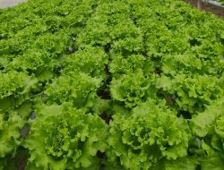 Cuaca Buruk Picu Harga Selada Melonjak Naik, Pasar Tradisional Kaget