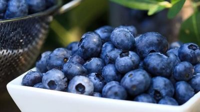Manfaat Buah Blueberry untuk Kesehatan Tubuh