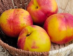 Manfaat Buah Plum untuk Kesehatan dan Kecantikan