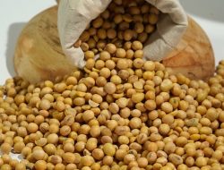 Kandungan Nutrisi dan Manfaat Kedelai untuk Kesehatan Tubuh