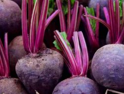 Manfaat Buah Bit untuk Kesehatan Tubuh: Nutrisi dan Khasiatnya