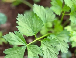 Daun Seledri Efektif Turunkan Tekanan Darah?