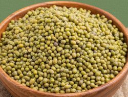 Manfaat Kacang Hijau: Solusi Alami Jantung, Diet, dan Kekebalan