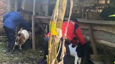 Kambing Lepas dari Kandang, Peternak Minta Bantuan Petugas Damkar untuk Tangkap Lagi